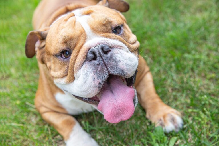Bulldog Skin Folds: Cleaning Tips, Irritation & Infection Signs